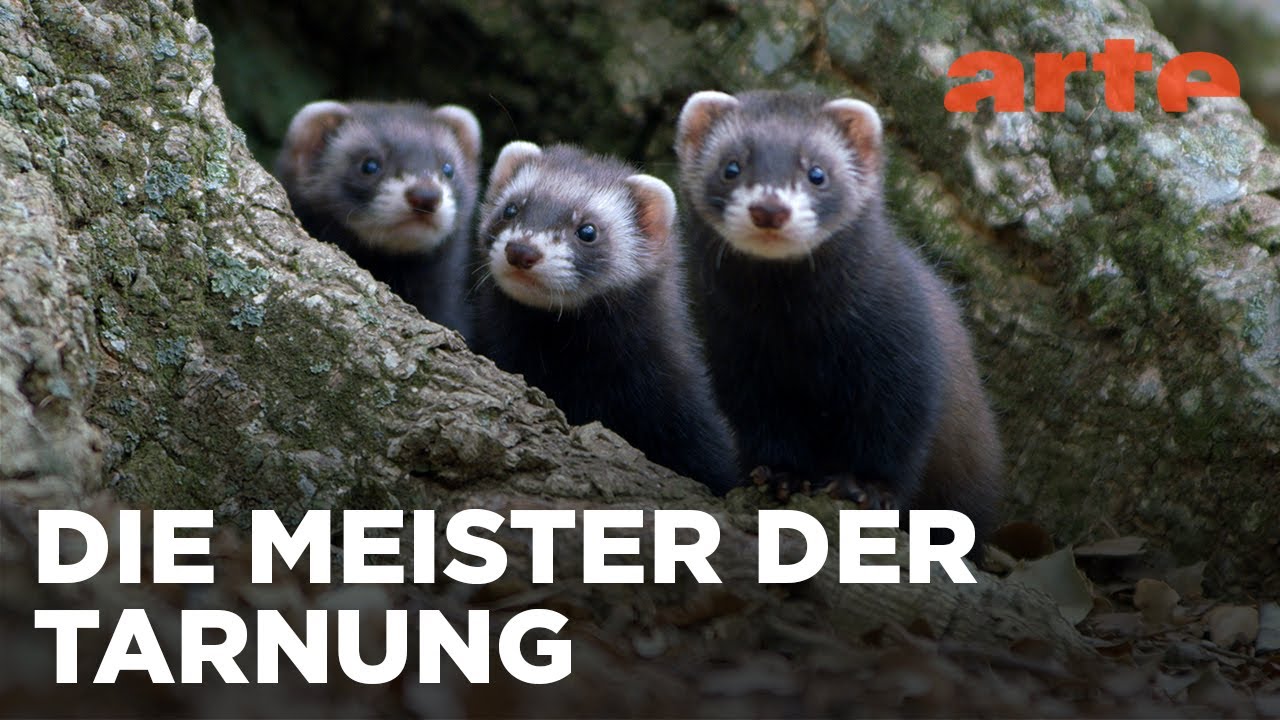 Der Waldiltis: Geschickter Jäger im Verborgenen | ARTE Family
