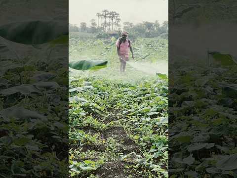 వ్యవసాయం జీవితంలో భాగం || Farmer Life || @telugufarmergopi