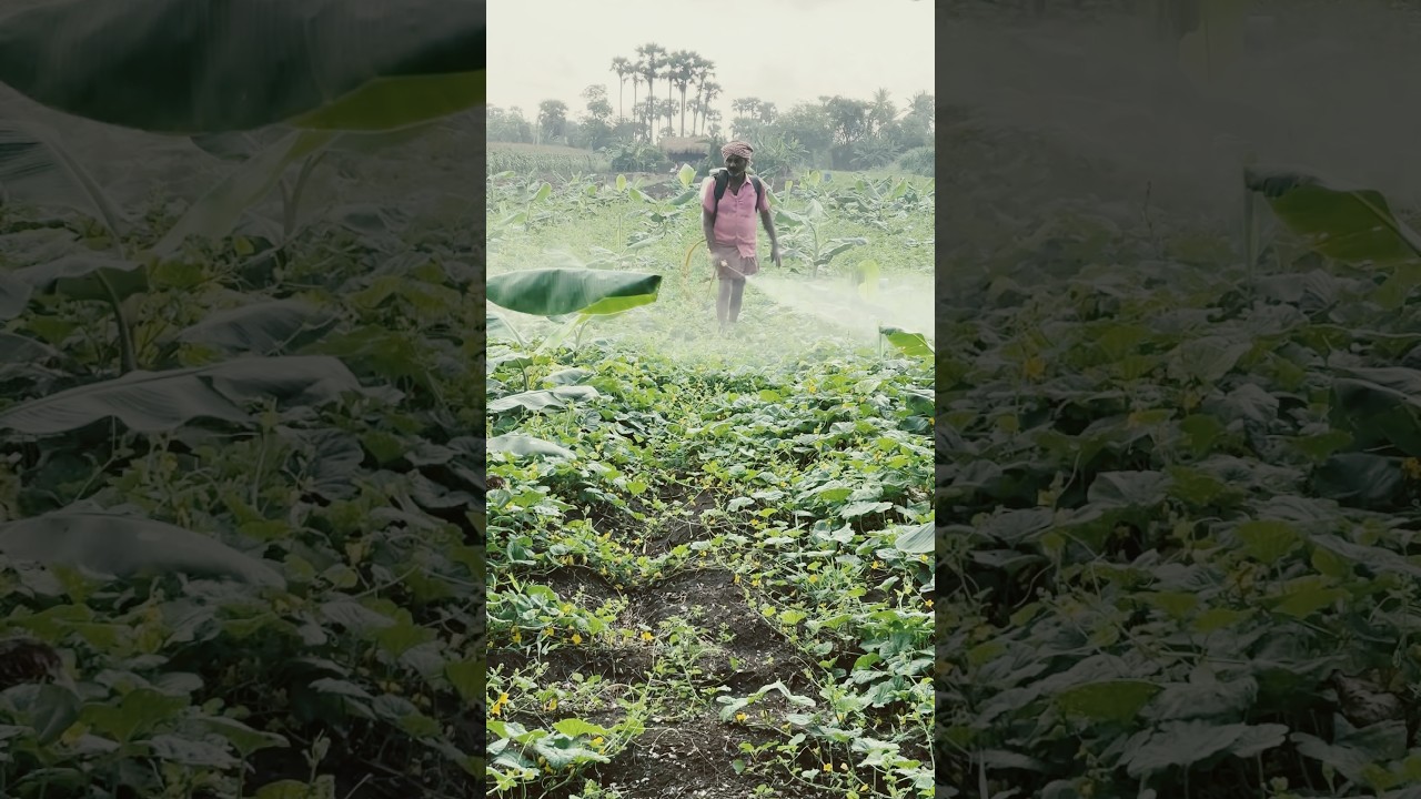 వ్యవసాయం: రైతుల జీవితంలో కీలక భాగం 🚜