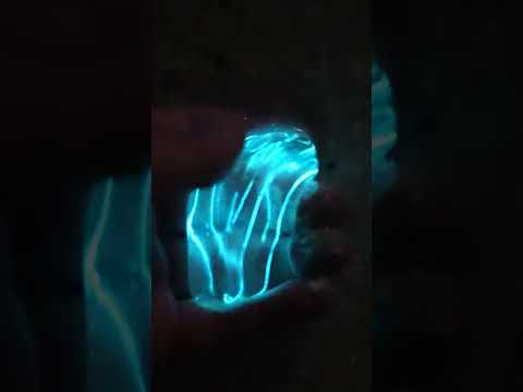 Bioluminescent Comb Jelly in Florida