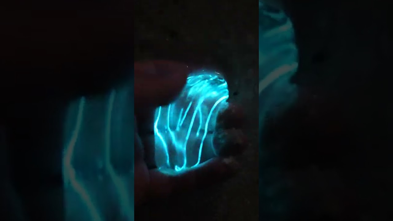 Stunning Bioluminescent Comb Jellies Light Up Florida Nights ✨
