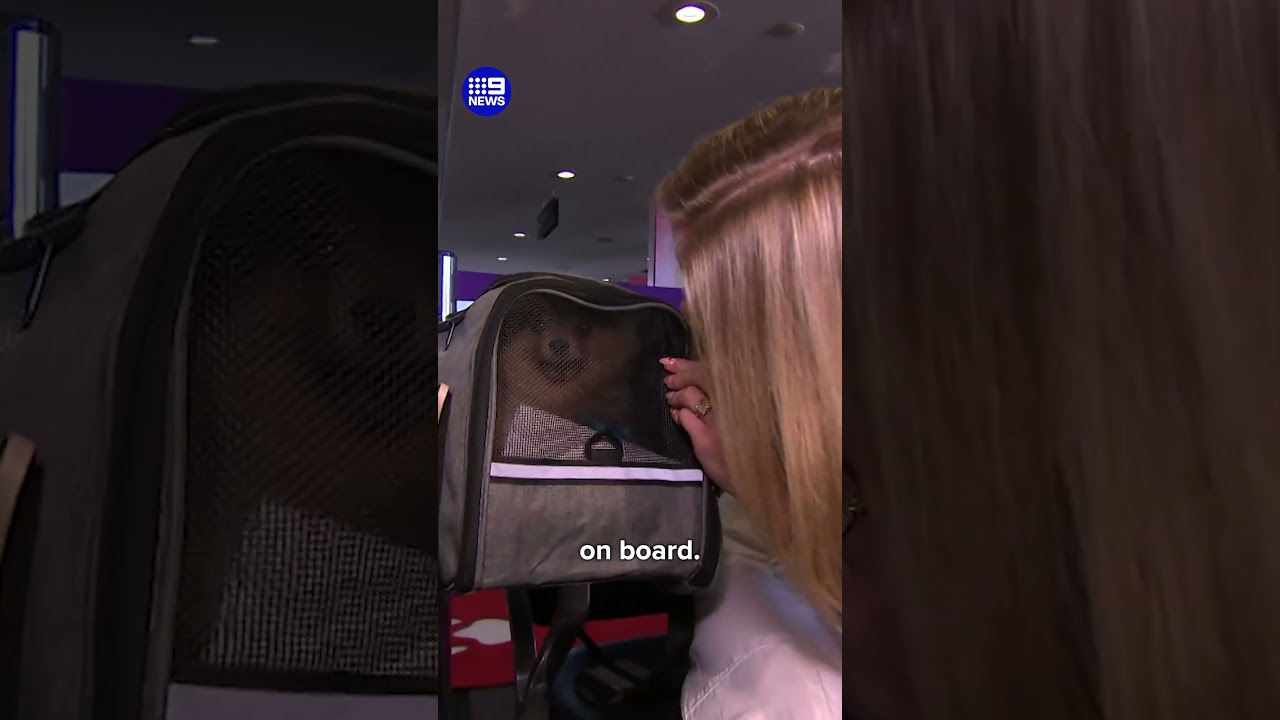 Virgin Australia's First Pet Flight Lands 🐾