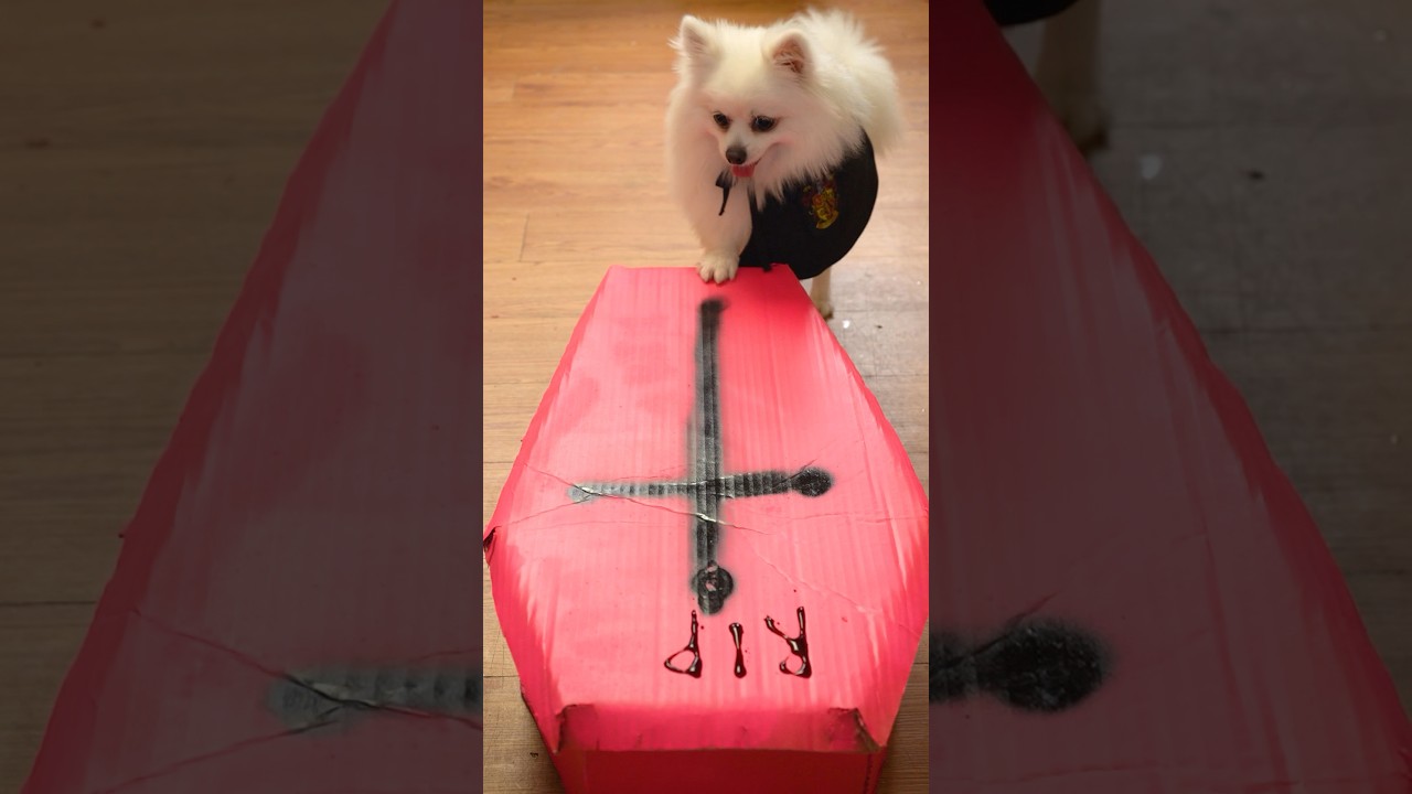 R.I.P😭 #nico #funny #dog #smartnico #funnypuppy