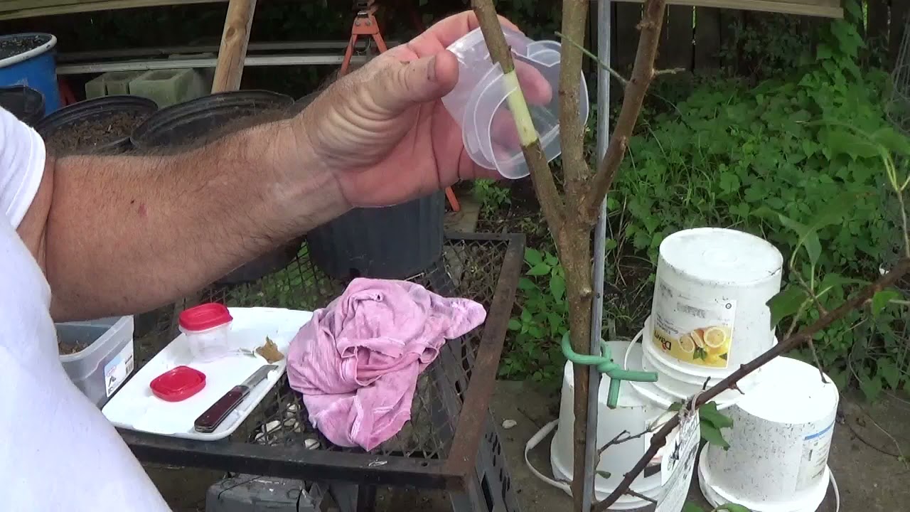 Episode 158: Air Layering Santa Rosa Plum 🌱