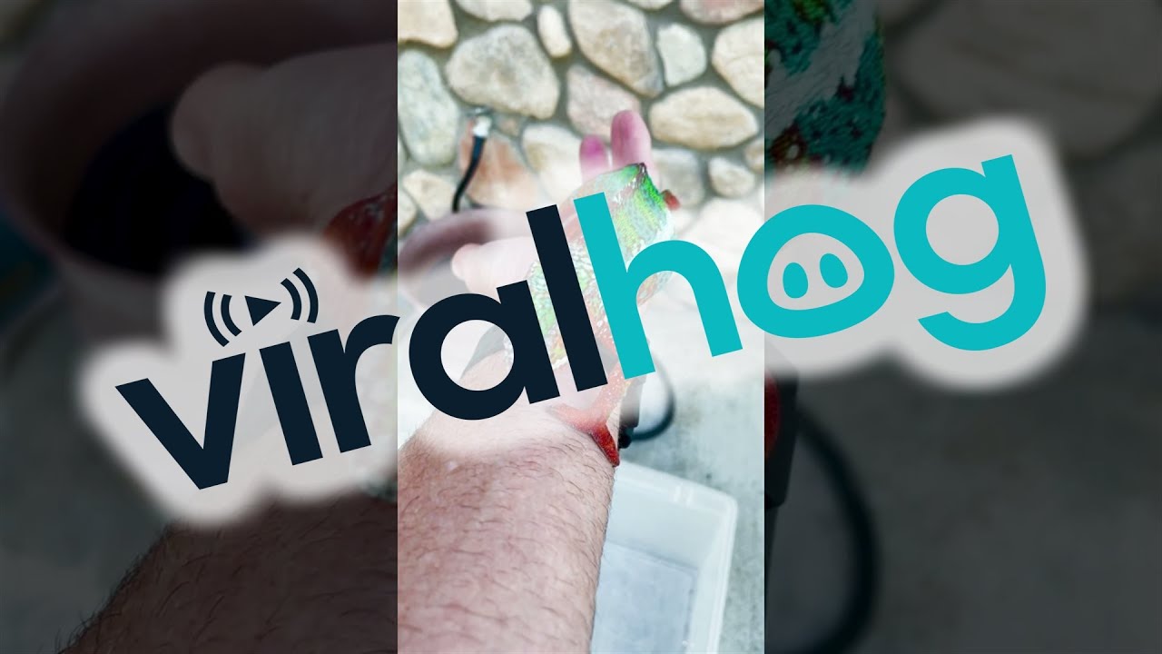 Colorful Chameleon Spotted in California Neighborhood 🦎