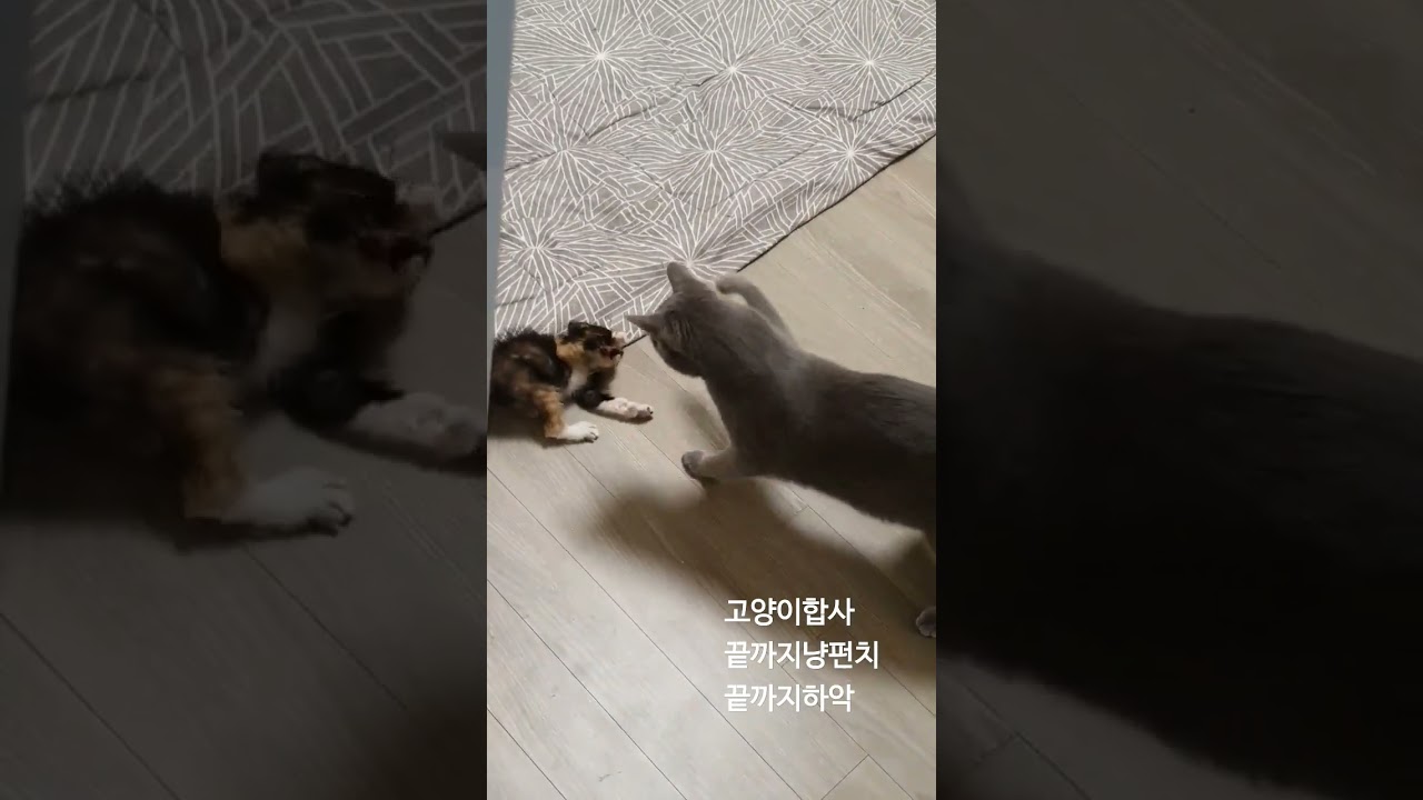 고양이 합사 5분 하악질 & 냥펀치 🐱