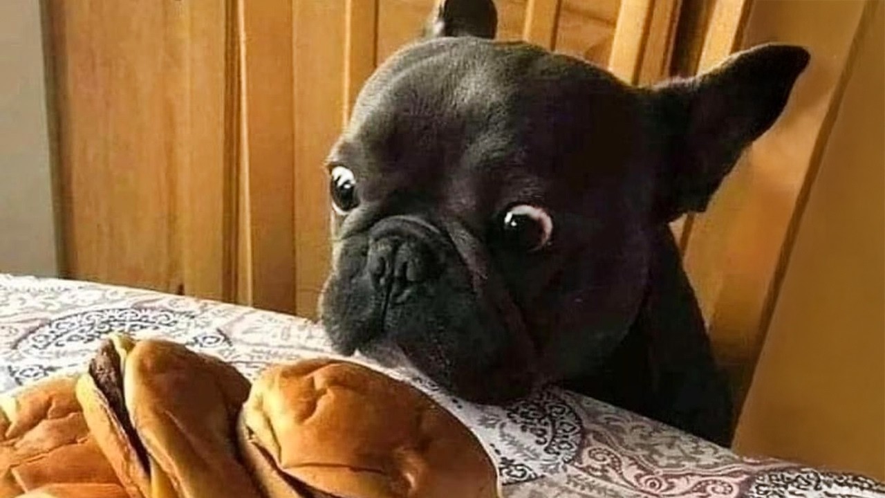 Dramatic French Bulldog 😂 Funny Dog Video 2025