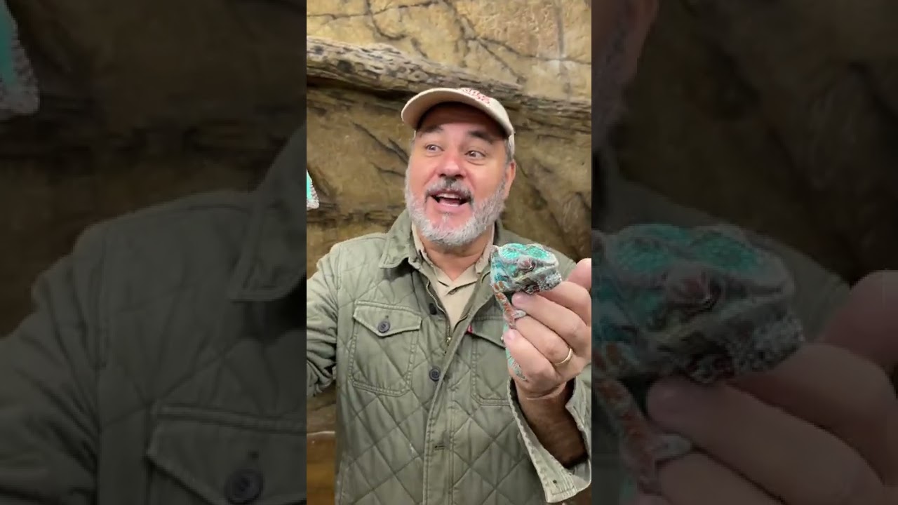 Chameleons Change Color Explained 🦎
