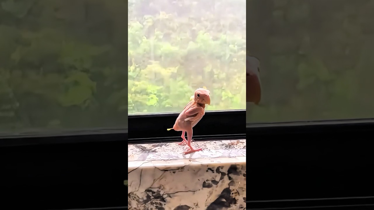 Man Finds Lonely Egg and More 🥚