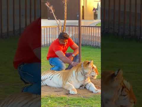 Chakravarthy | Title Track | Kannada HD Video Song | Vyasraj | Darshan | Deepa Sannidhi |Arjun Janya