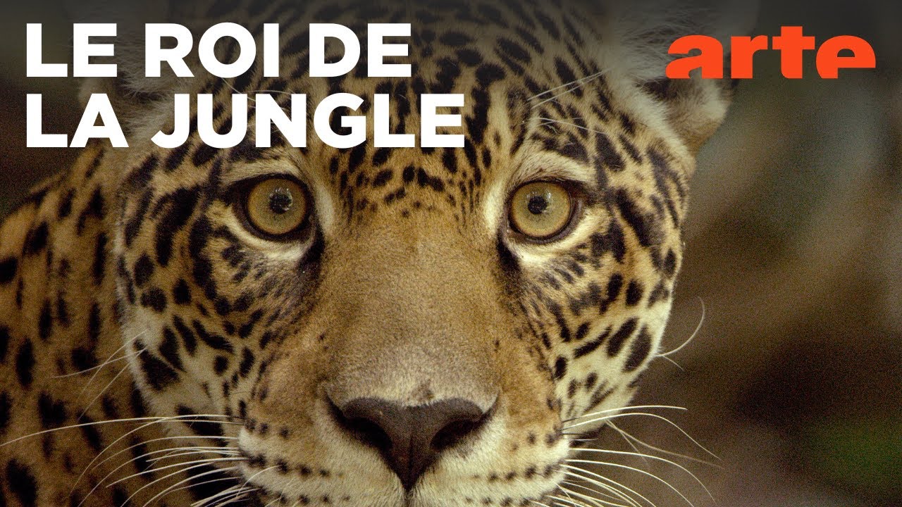 Jaguar au Guyana : À la découverte de son territoire 🐆