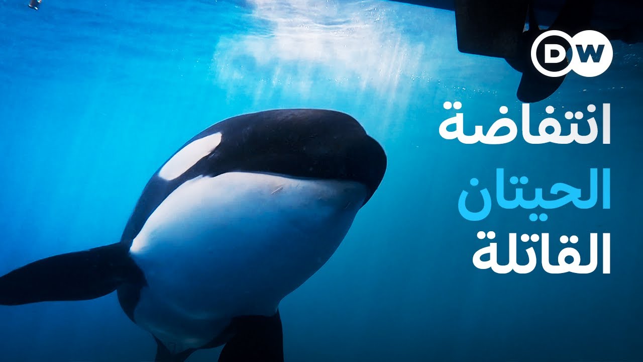 وثائقي: سر هجمات حيتان الأوركا على القوارب قبالة سواحل إسبانيا والبرتغال 🐋