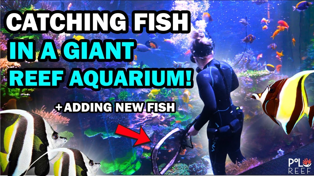 Catching Fish in a 17,000-Gallon Tank 🐟