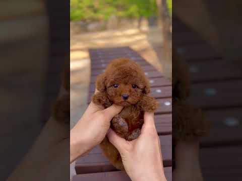 Here is real teacup poodle !!