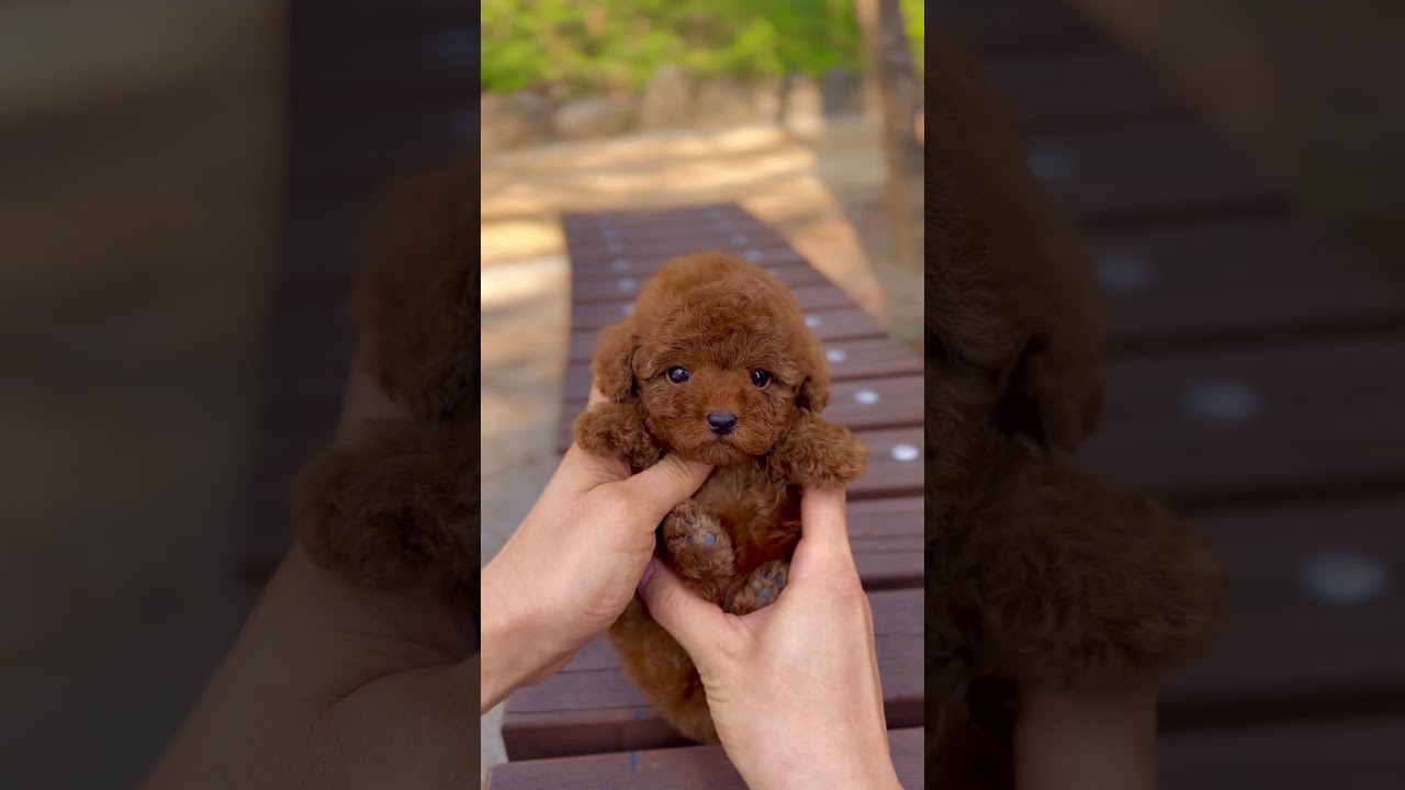 Adorable 2-Month-Old Teacup Poodle Girl – Meet Thor! 🐩