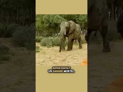 Les éléphants ont-ils vraiment peur des souris ? 🐘🐭 #shorts