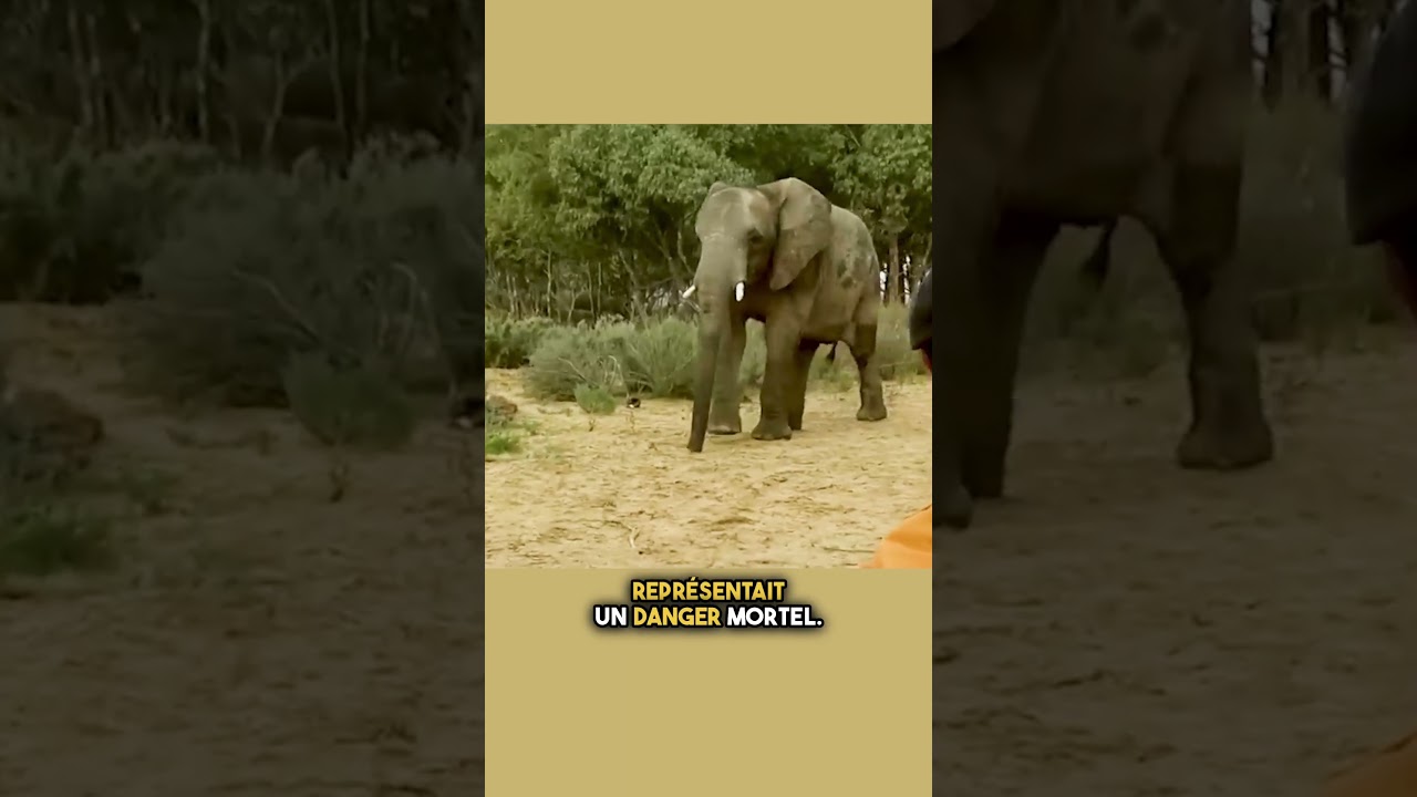 Les éléphants ont-ils réellement peur des souris ? 🐘🐭 #shorts