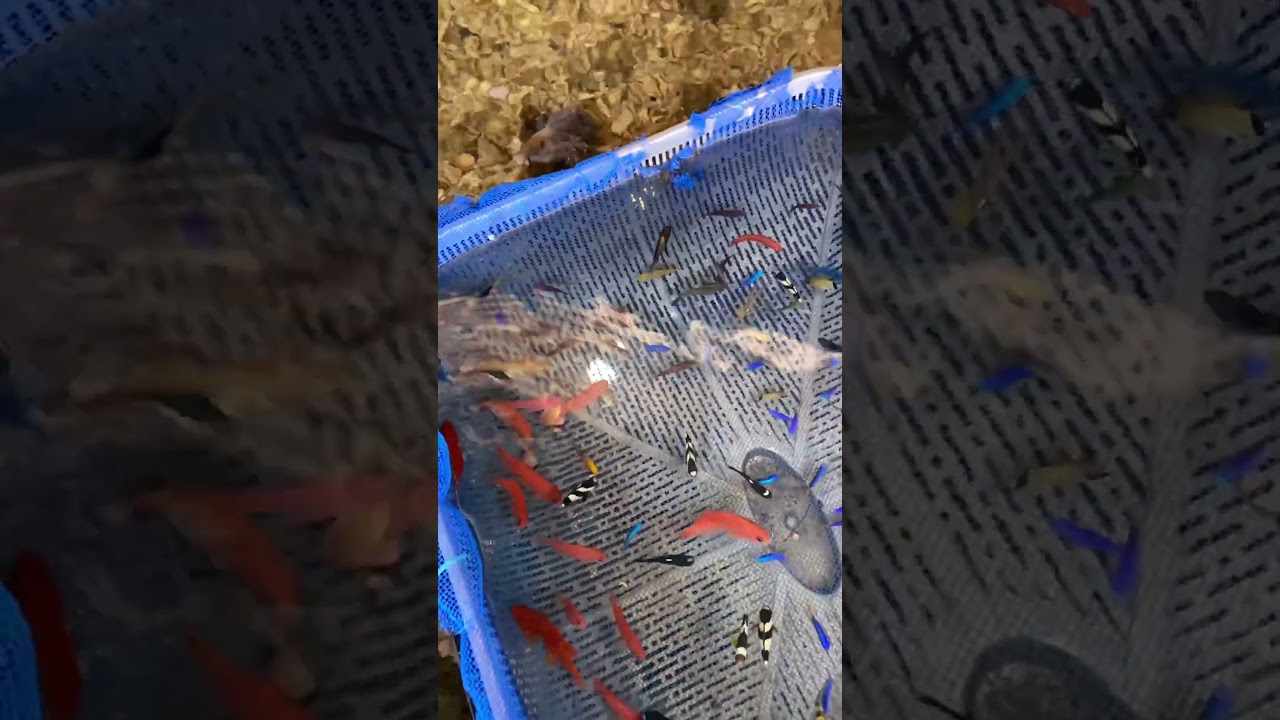 Jenis Ikan Hias Laut Berwarna-warni 🌊