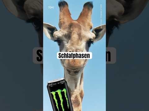 Schlafphasen #schlaf #sleep #animals