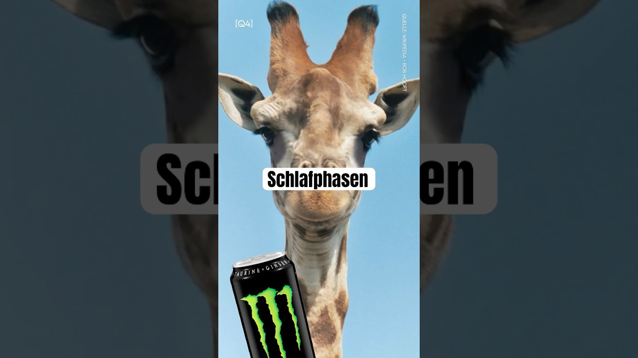 Entdecke die faszinierenden Schlafphasen von Tieren 💤