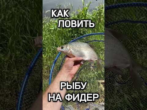 Как ловить рыбу на фидер? #рыбалка #fishing #фидер #feeder #carpfishing #поплавок #лещ