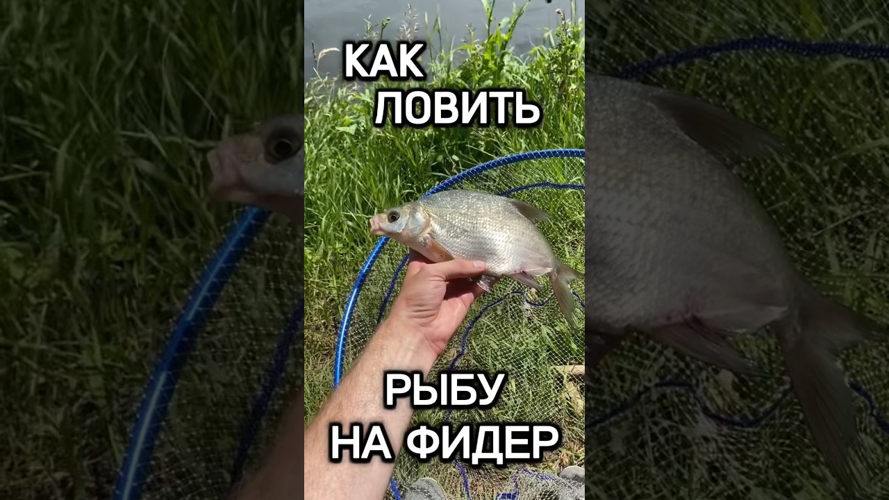 Советы по ловле рыбы на фидер: секреты успешной рыбалки 🎣
