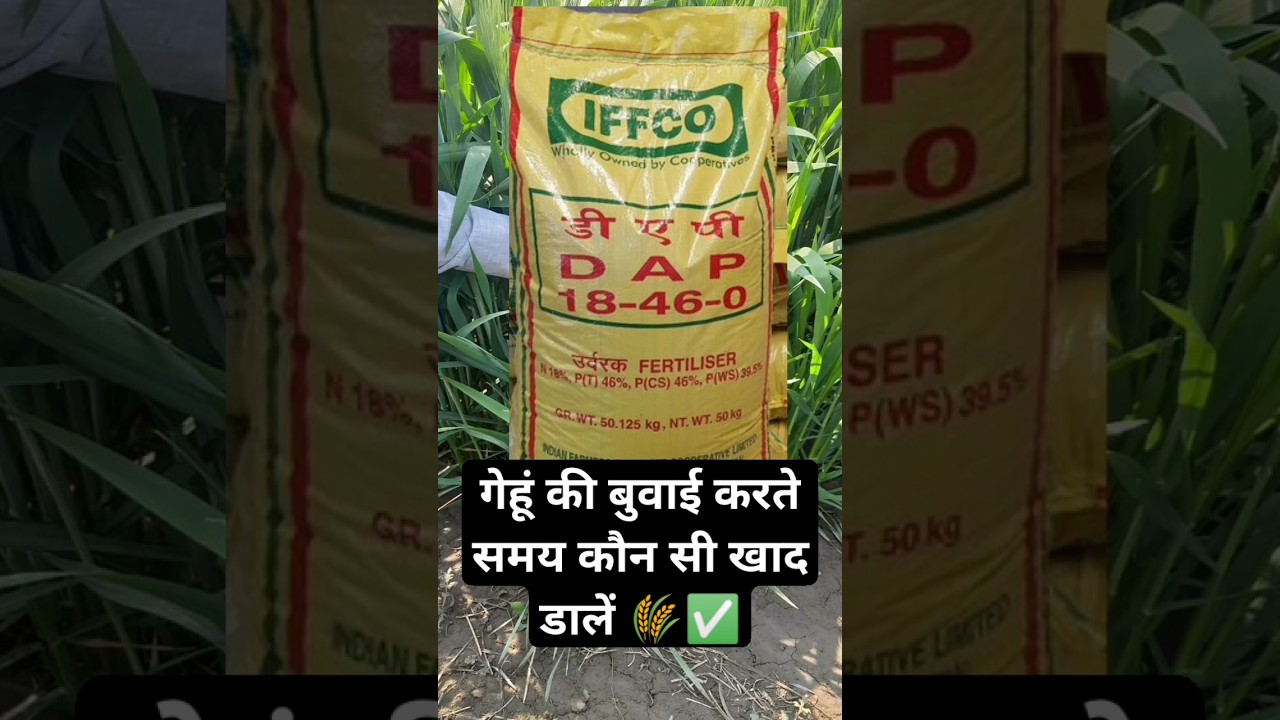 गेहूं की खेती में सही खाद का चयन 🌾