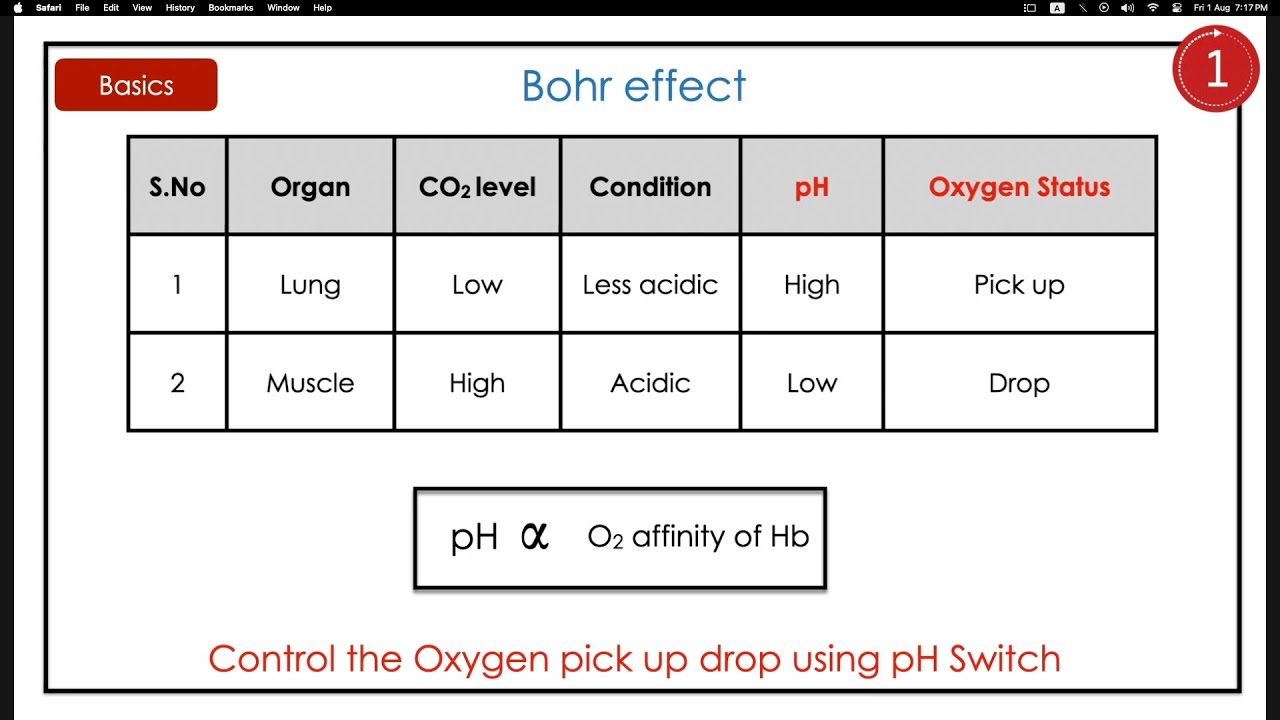 Bohr Effect Explained: Boost Your Blood Oxygen Levels Naturally 🩸