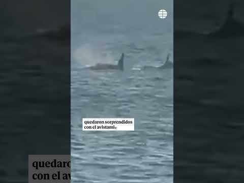 Graban a una manada de orcas en las islas de Ons