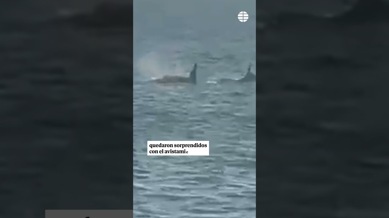 Orcas avistadas en las Islas Ons 🐋