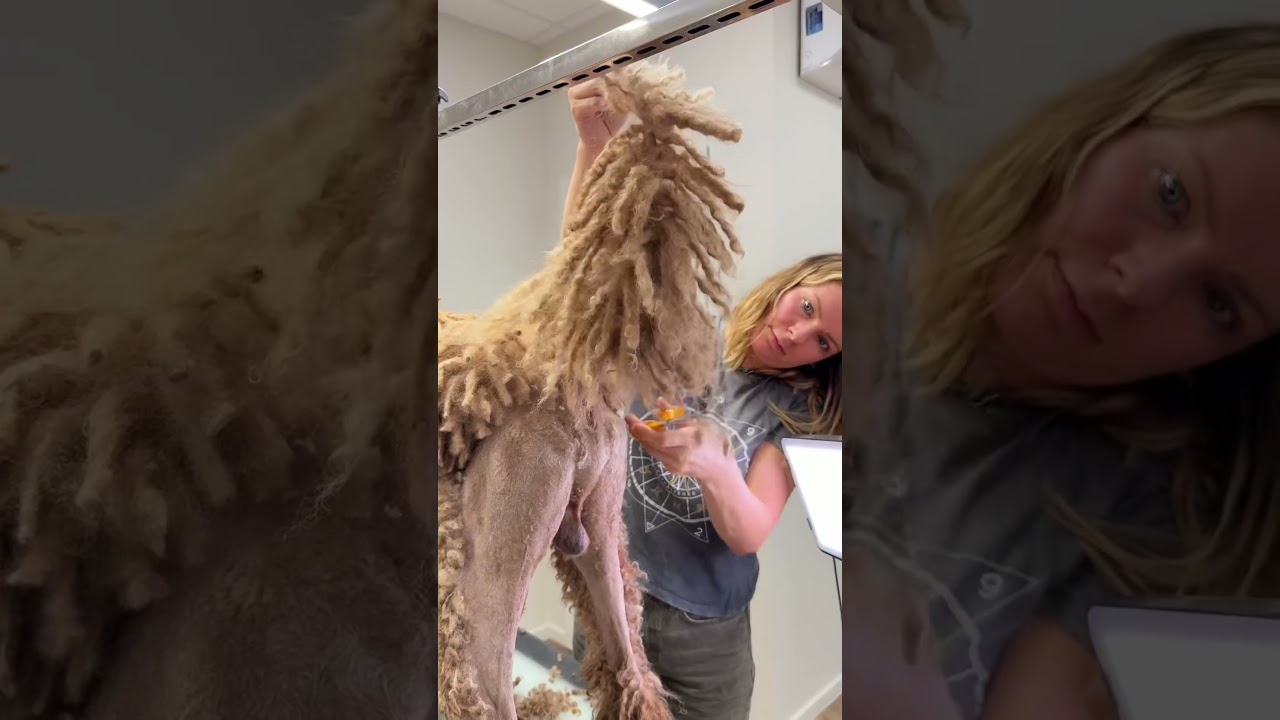 Groom a Corded Poodle in Under 3 Minutes 🐩