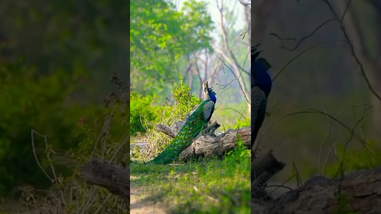 Suara Burung Merak yang Menenangkan 🦚