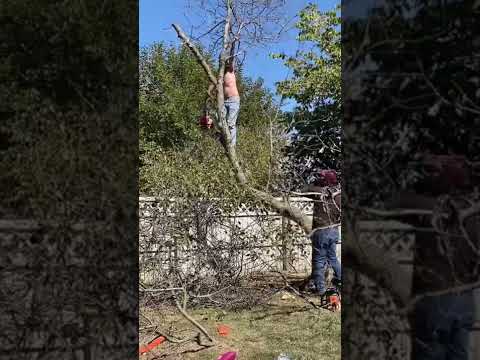 Tree cutting FAILS. This could end badly…