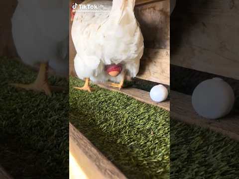 كيف تبيض الدجاجة #سبحان الله