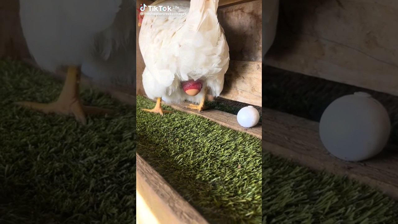 كيف تبيض الدجاجة؟ اكتشف السر المذهل! 🐣