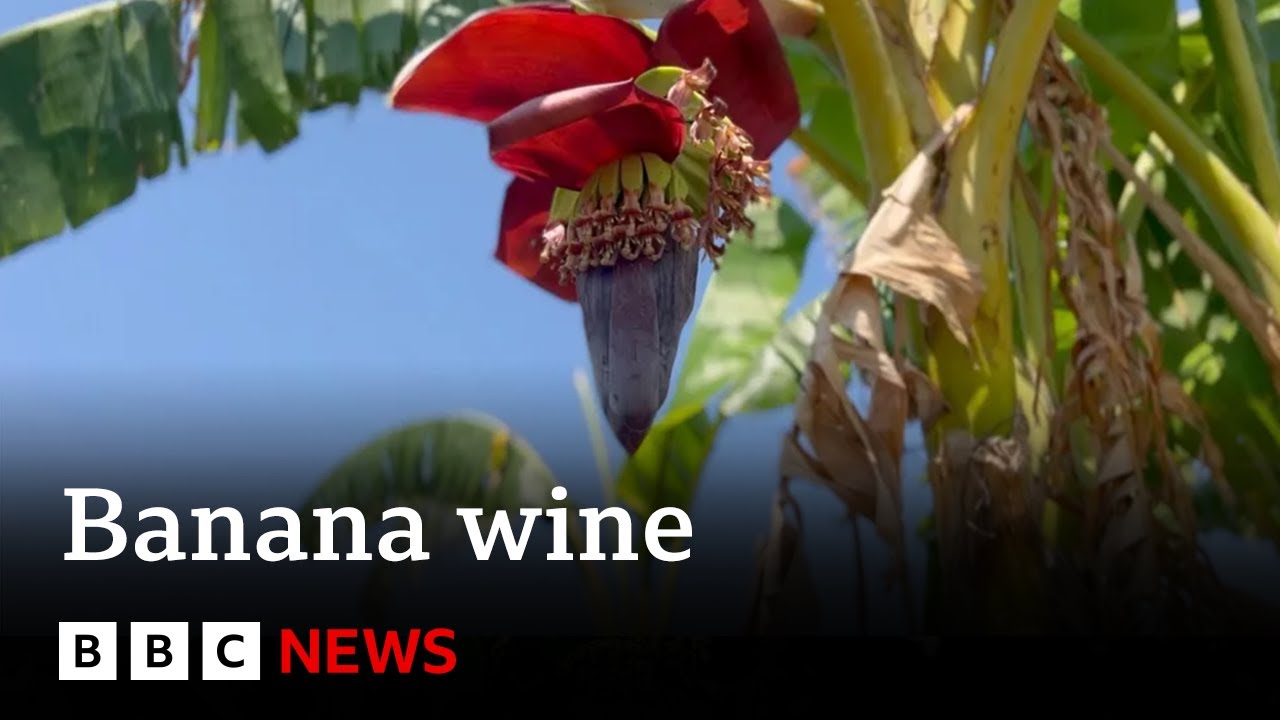 Malawi's Banana Wine Boom: Turning Waste into Wealth π