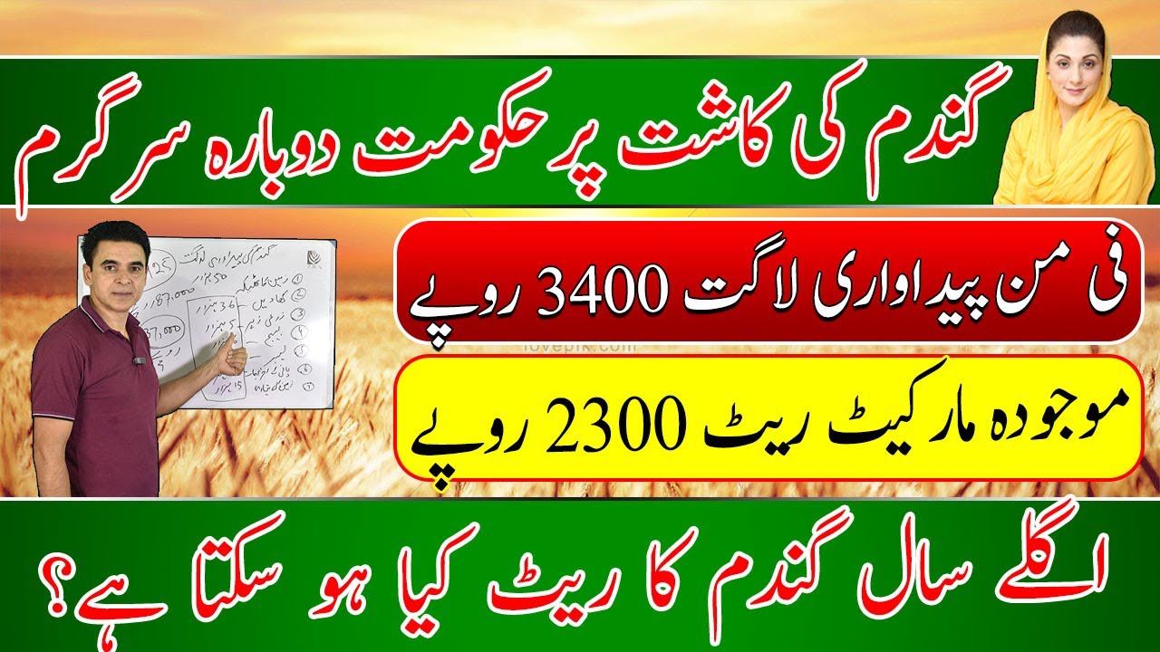 Wheat Prices in 2026: Govt Plans to Cut Input Costs 🌾