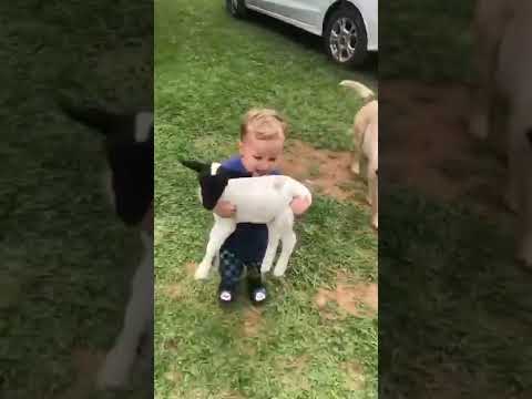 طفل يحمل خروف صغير