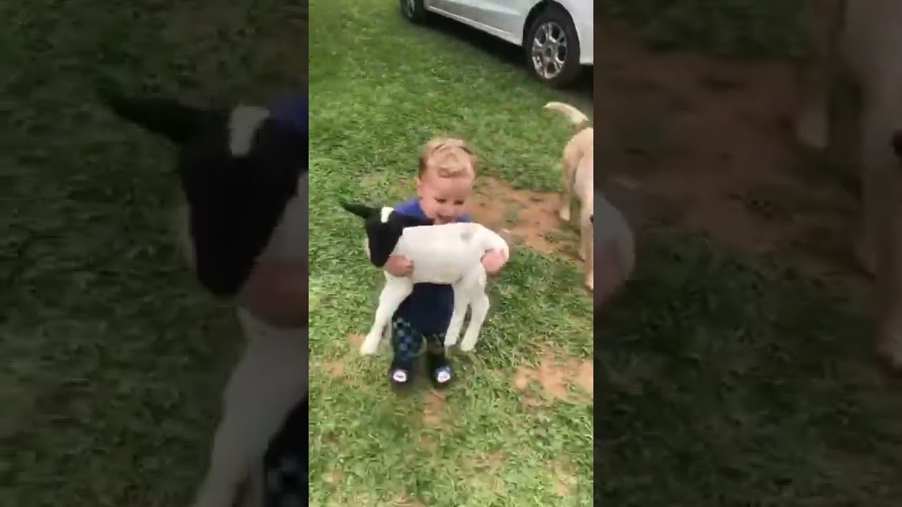 طفل لطيف يحمل خروف صغير 🐑 | فيديو ممتع للأطفال