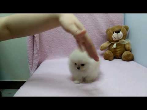 Micro teacup Pomeranian puppies for sale