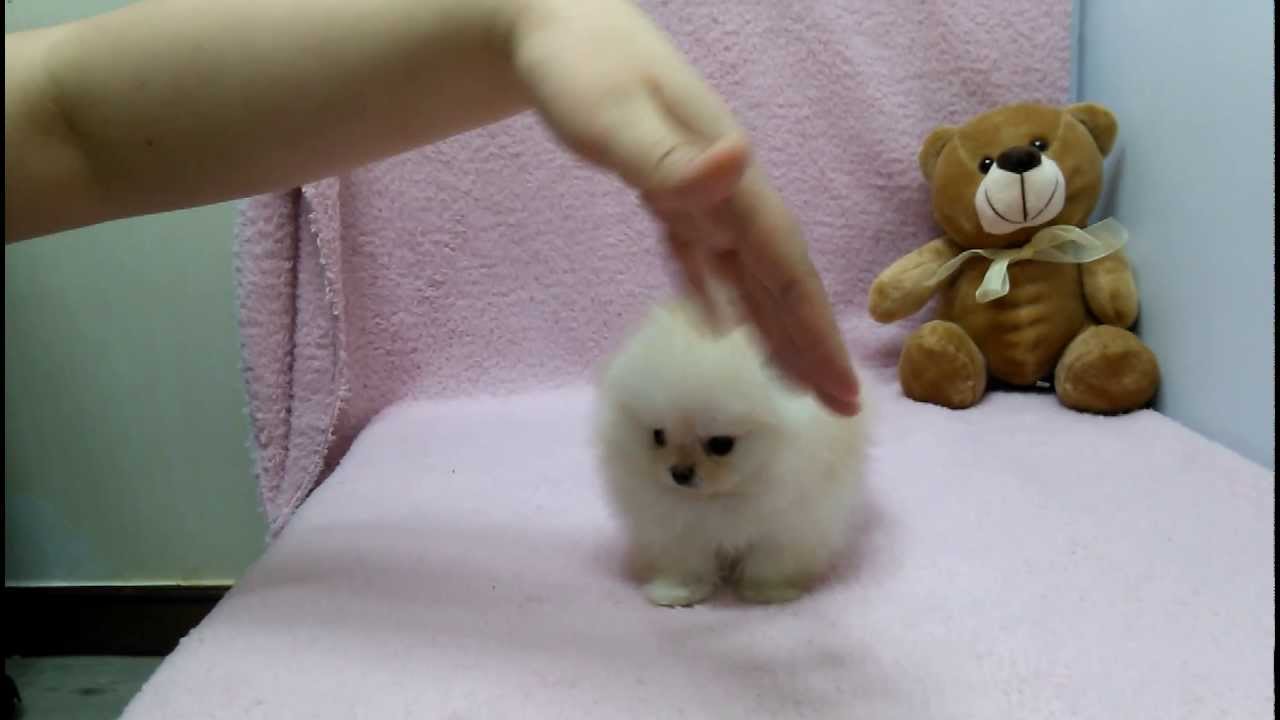 Adorable Micro Teacup Pomeranian Puppies for Sale 🐾