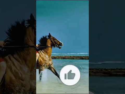 🍁 #tranquilnature #peacefulvibes #cinematicvibes #4kdolbyvision #relaxingmusic #cinematiclandscape