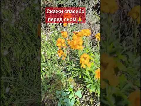 #моменты #скажиспасибо #скажиспасибочтотыесть #мелодиядуши #любовь #счастье #скажиспасибопередсном