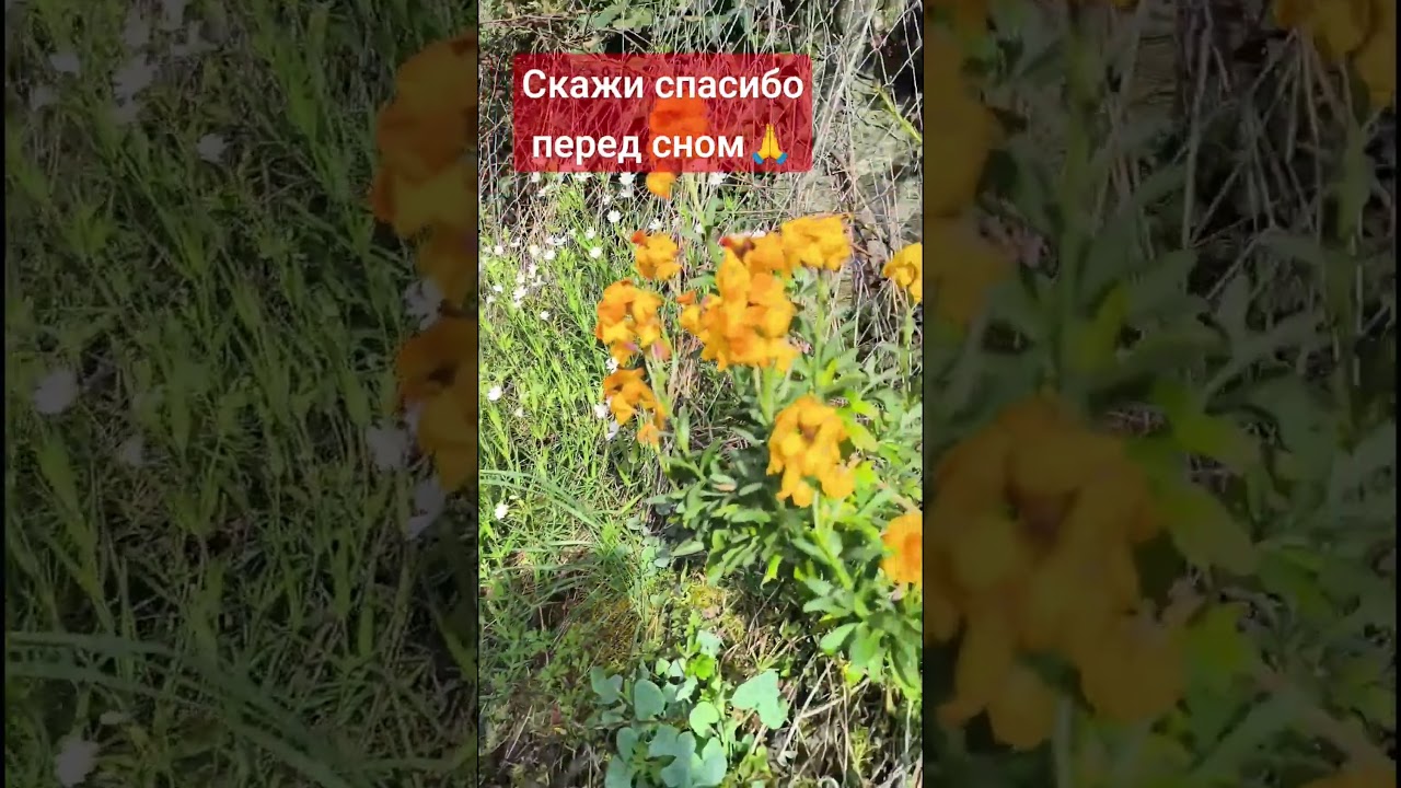 Выражайте благодарность и любовь каждый день ❤️