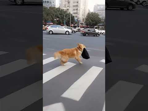 #All things have spirits #Humans and animals live in harmony #Cute petsDebut plan #dog