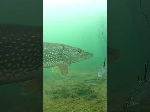 Щука интересуется живцом! Первый лёд 2022-2023! Подводная съёмка! #fishing#рыбалка#зимняяловлярыбы