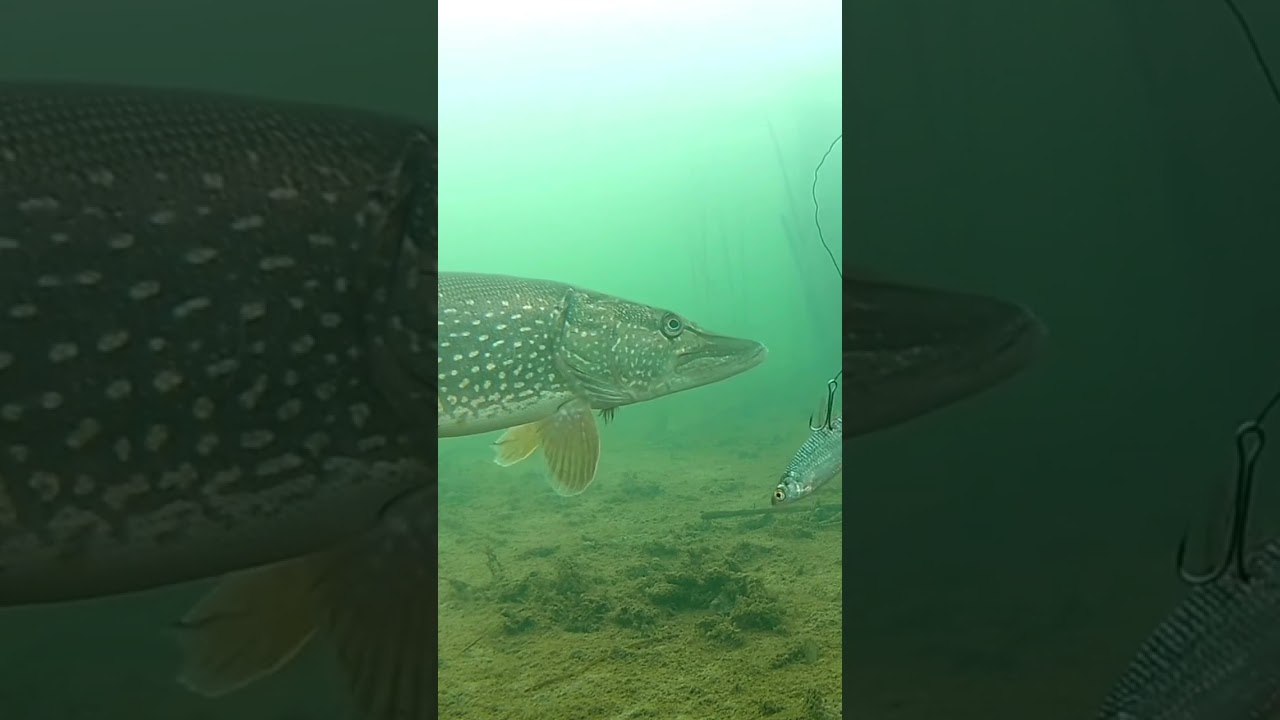 Щука на живца! Первый лед 2022-2023 🐟 Подводная съёмка рыбалки