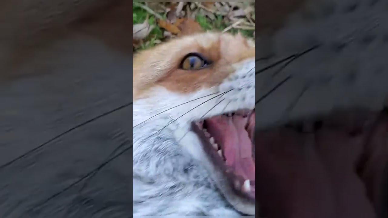 Fox Laugh Will Brighten Your Day π