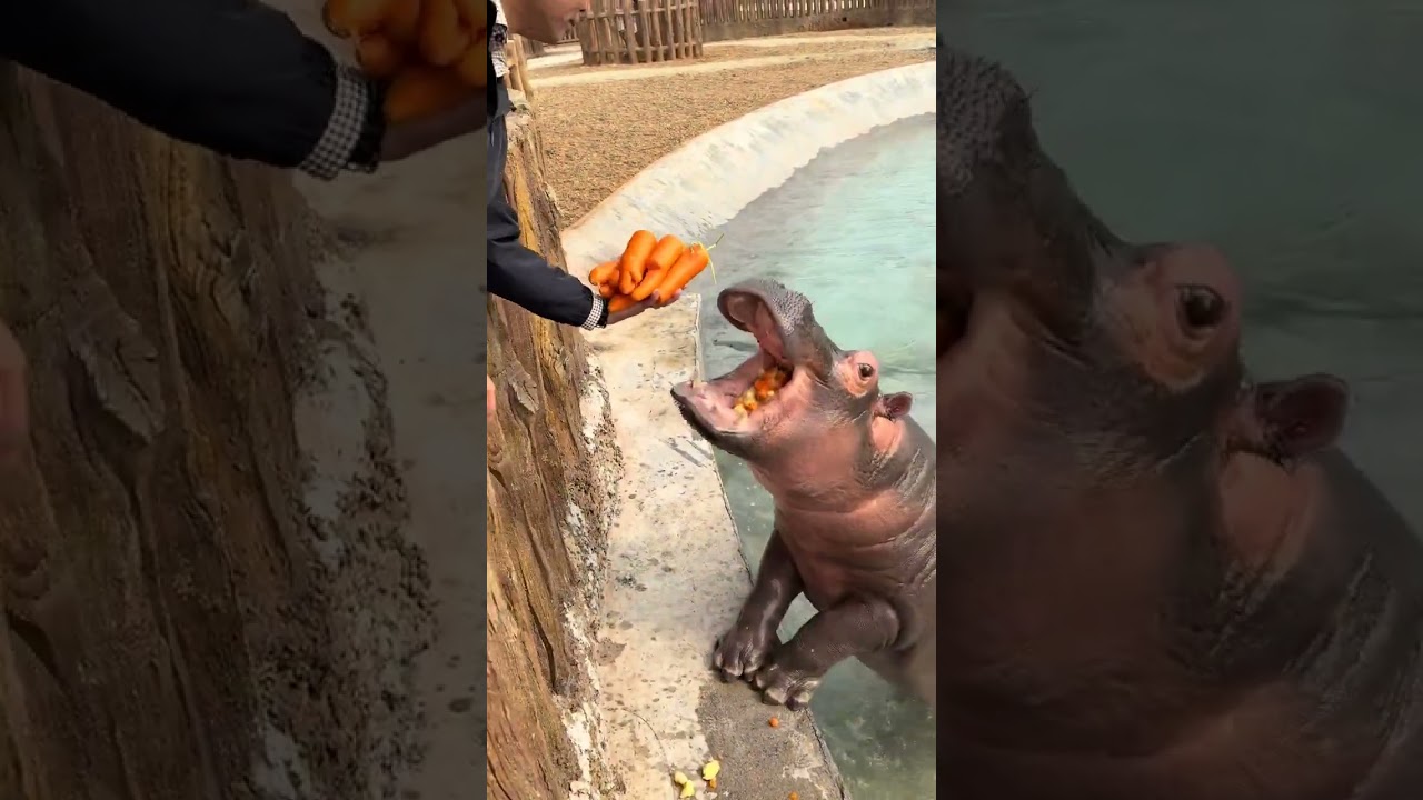 Hippopotamus: Vitamin-Rich Wild Animal 🦛