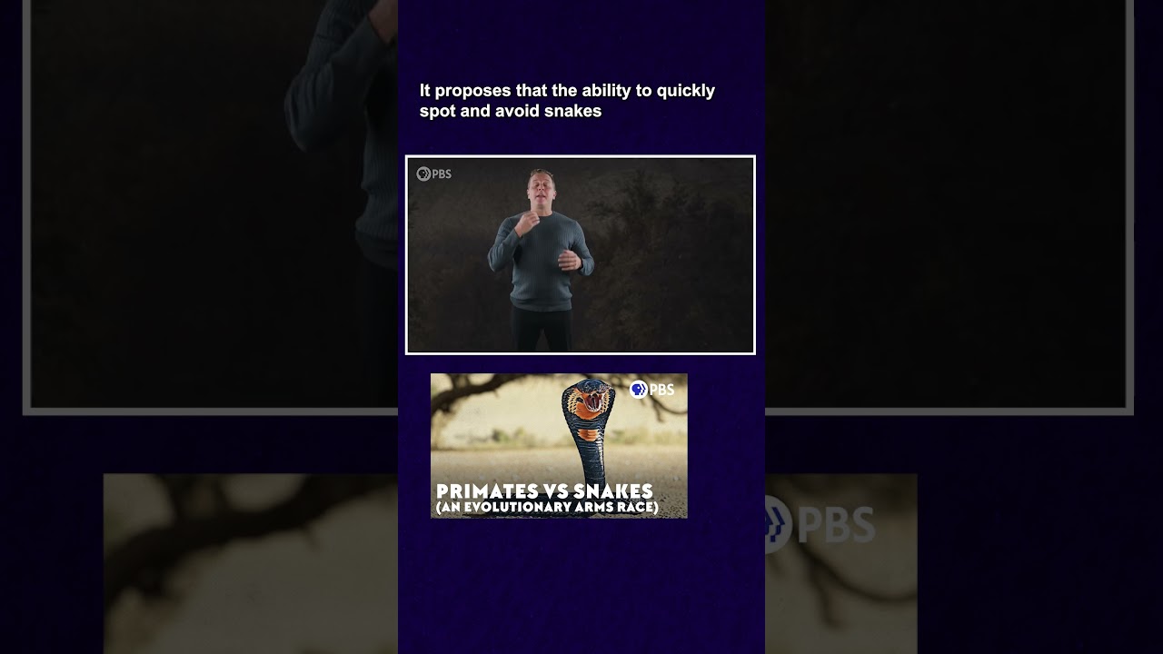 Snake Detection Hypothesis π